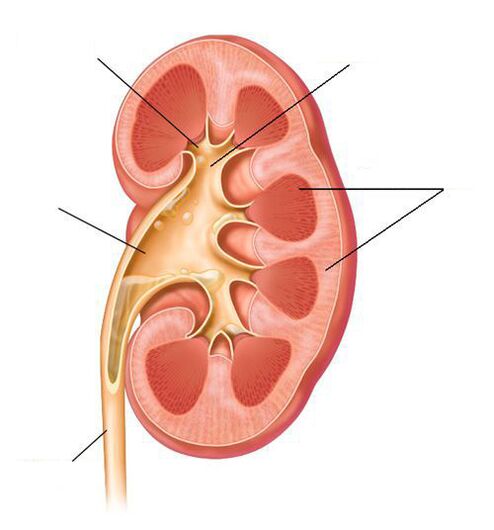 pielonefritis akutua zistitisaren konplikazio gisa